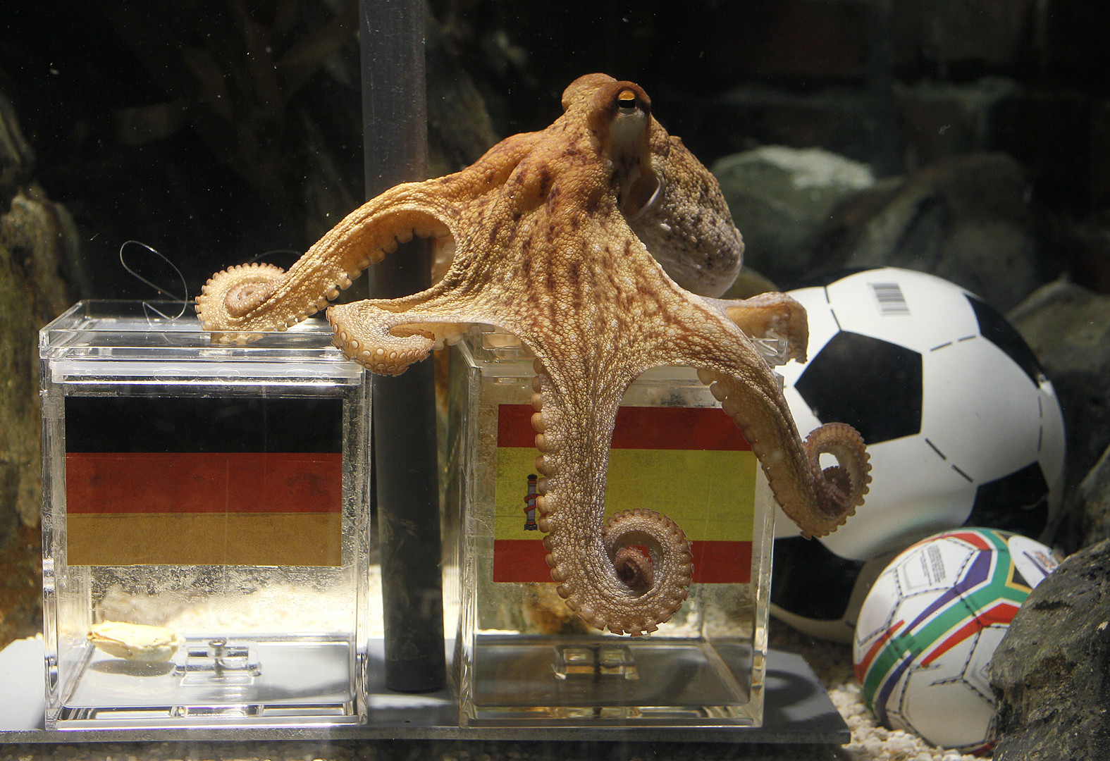 Осьминог пауль предсказания. Осьминог предсказатель футбольных матчей пауль. Осьминог пауль. Осьминог пауль. Осьминог на полу.