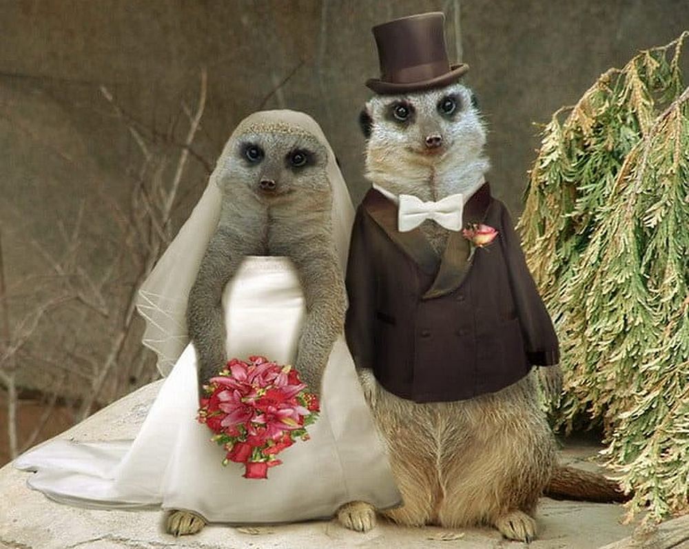 Кошки выходят замуж. Животные в свадебных нарядах. Жених и невеста животные. Коты в свадебных нарядах. Обезьяны жених и невеста.